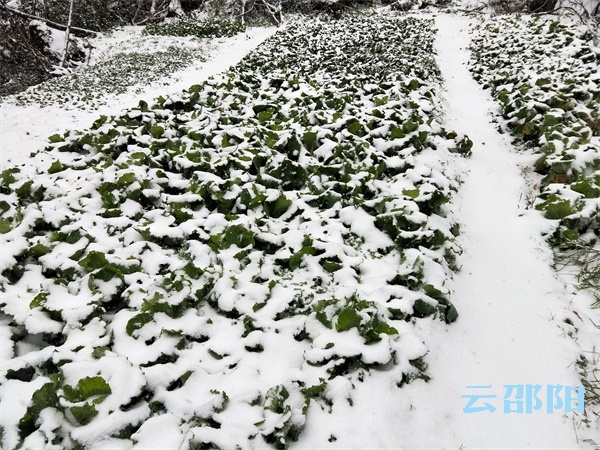 大雪压境，邵阳菜价如何？
