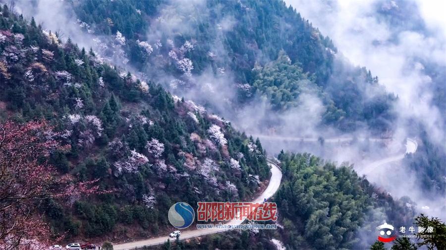 隆回县六都寨镇举办首届大东山樱花节