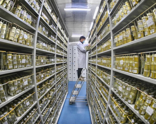 芙蓉国评论丨企业扶优：打好种业翻身仗的关键一招